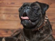 DIY Remedies for Dog Cough Without Visiting the Vet DIY Remedies for Dog Cough