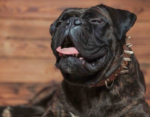 DIY Remedies for Dog Cough Without Visiting the Vet DIY Remedies for Dog Cough