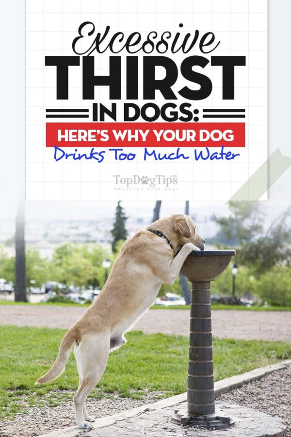 8 Causes of Excessive Thirst in Dogs (Polydipsia) - Can Eating Lawn Grass Cause Excessive Thirst In Dogs