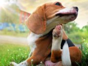 Winter Allergies in Dogs: Causes, Symptoms and Treatments allergies in dogs