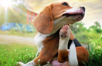Winter Allergies in Dogs: Causes, Symptoms and Treatments allergies in dogs