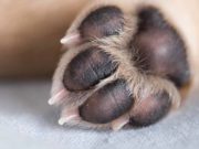 Top 5 Best Paw Balms for Dogs, Paw Protection, Hyperkeratosis, Dry Skin best dog paw balm