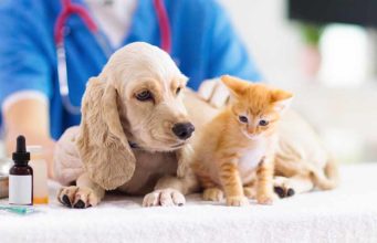 Can A Vet Prescribe CBD oil for Your Pets? can a vet prescribe cbd for dogs