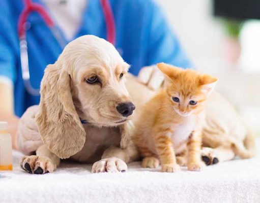 Can A Vet Prescribe CBD oil for Your Pets? can a vet prescribe cbd for dogs