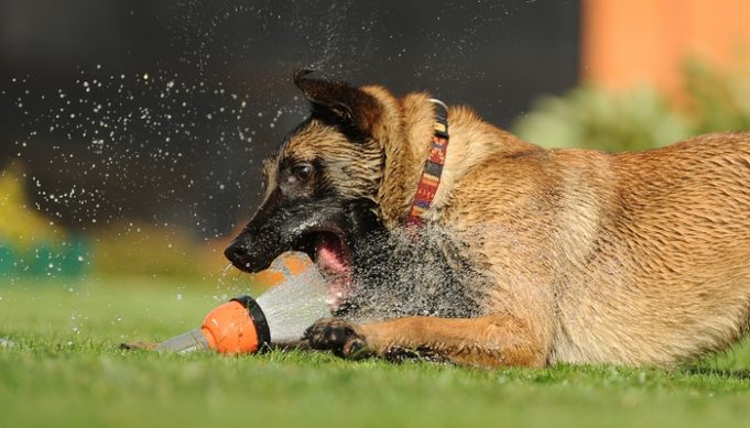 Image showcasing 8 Causes of Excessive Thirst in Dogs (Polydipsia)
