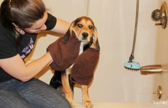 How To Dry A Dog After Bathing or Swimming how to dry a dog