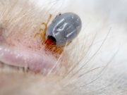 How To Remove A Tick From A Cat how to remove a tick from a cat