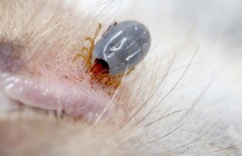 How To Remove A Tick From A Cat how to remove a tick from a cat