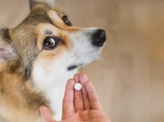 15 Safe Human Medications for Dogs human medication for dogs