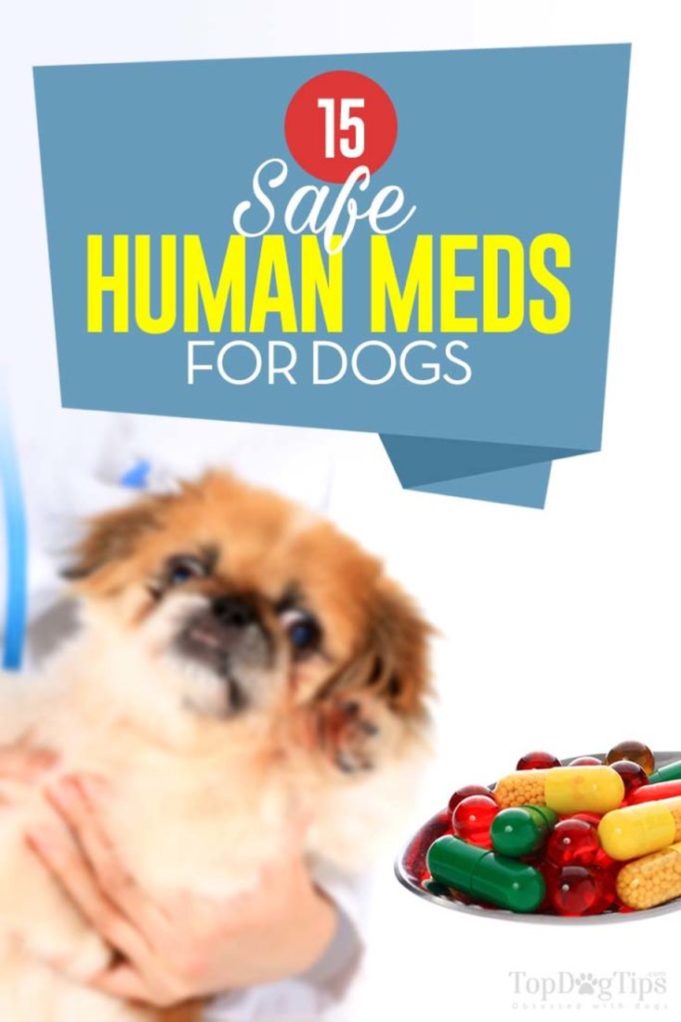View of 15 Safe Human Medications for Dogs – Top Dog Tips