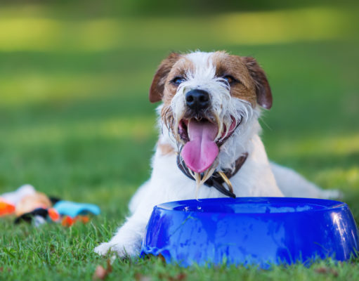 8 Causes of Excessive Thirst in Dogs (Polydipsia) thirst in dogs