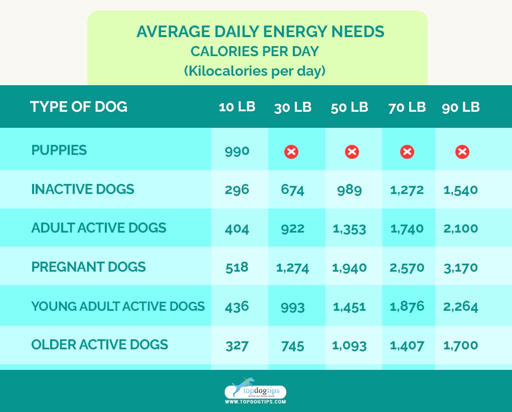 Dogs Average Daily Energy Needs