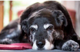 Cognitive Dysfunction Syndrome In Dogs: Dog Dementia Cognitive Dysfunction Syndrome In Dogs