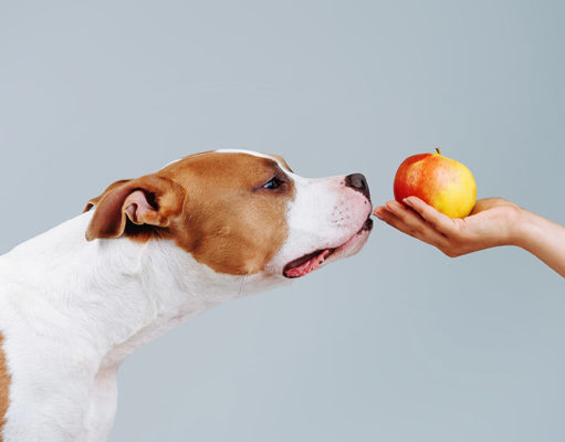 How To Boost My Dog’s Immune System How to boost dogs immune system featured