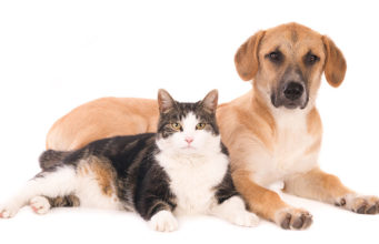 Cortisol In Dogs and Cats: Is It Important Importance of Cortisol in Dogs and Cats Featured