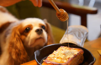 Manuka Honey For Dogs: Benefits And Natural Healing Properties Manuka Honey for Dogs