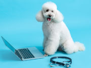 Online Pet Nutritionist: Should I Consult With One? Online Pet Nutritionist Featured
