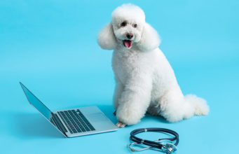 Online Pet Nutritionist: Should I Consult With One? Online Pet Nutritionist Featured