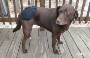 Review: Petie Tec Heated Therapy Device for Dogs Petie Tec Heated Therapy Brace for Dogs Review