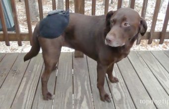 Review: Petie Tec Heated Therapy Device for Dogs Petie Tec Heated Therapy Brace for Dogs Review