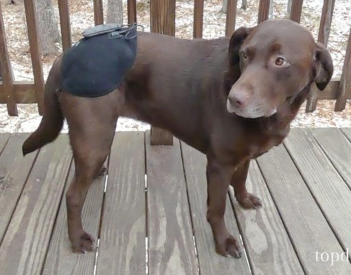 Review: Petie Tec Heated Therapy Device for Dogs Petie Tec Heated Therapy Brace for Dogs Review