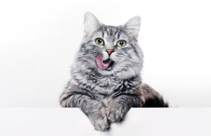 It’s True: Cats Make The Best Pets! Why Cats Make The Best Pets Featured