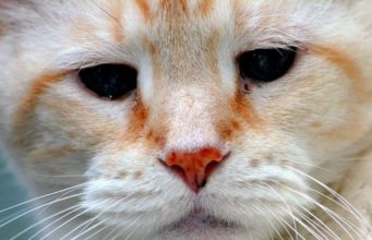 How To Remove Tear Stains From A Cat home remedies for cat tear stains