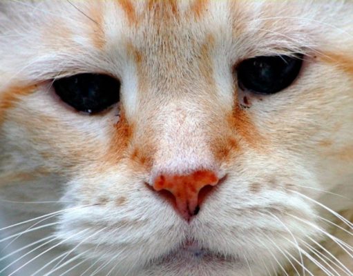 How To Remove Tear Stains From A Cat home remedies for cat tear stains