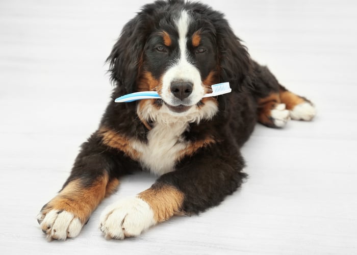 how can i treat my dogs gum disease at home