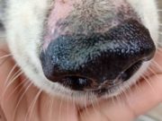 How To Treat A Runny Nose In Dogs Why Do Dogs Have Whiskers