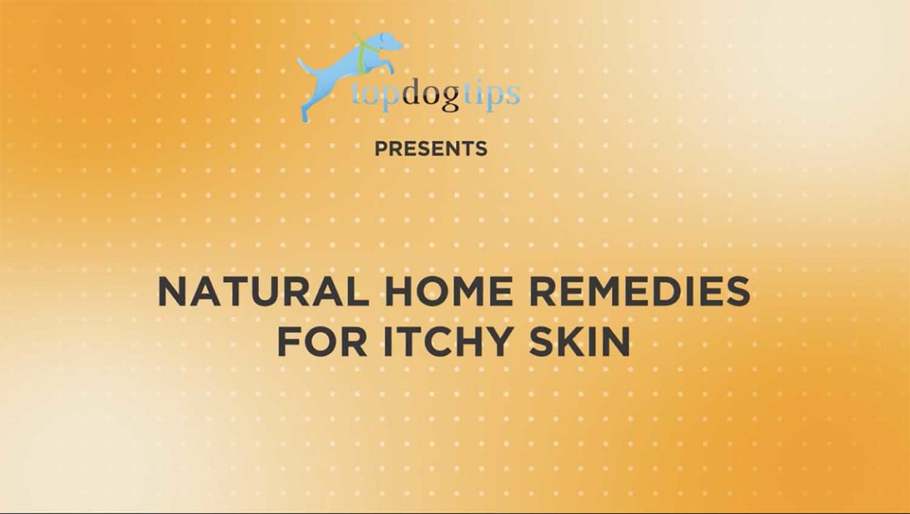 Crusty Scabs on Dog's Back? Why and What to Do