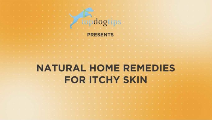 Crusty Scabs on Dog's Back? Why and What to Do