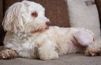 Patellar Luxation In Dogs: Causes and Treatment Patellar Luxation in Dogs Featured Image