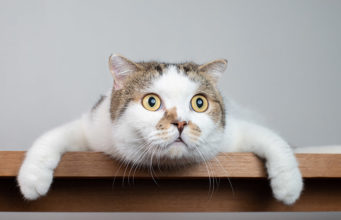 Decoding Cats Stare: What They Think and Why They Do it Why Do Cats Stare Featured Image
