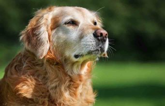 CBD for Senior Dogs how long does a dog live