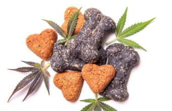 CBD to Treat Dog Disease: Is It Effective? cbd to treat dog disease