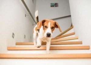 exercise your dog