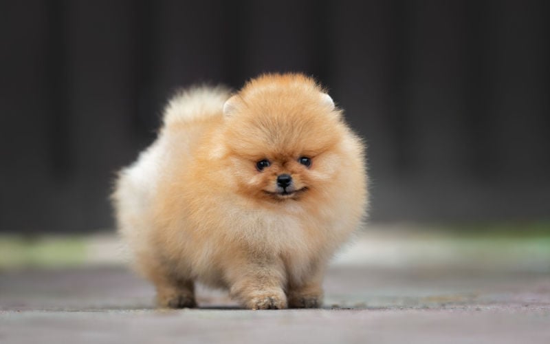 pomeranian puppy cutest dog breeds