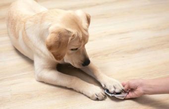 Risks of CBD for Dogs: Possible Side Effects To Be Aware Of risks of cbd for dogs