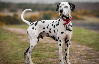 Dalmatian Dog Breed Profile Dalmatian Dog Breed Featured Image