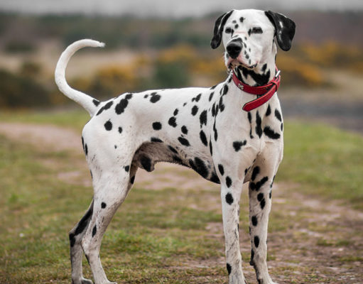 Dalmatian Dog Breed Profile Dalmatian Dog Breed Featured Image