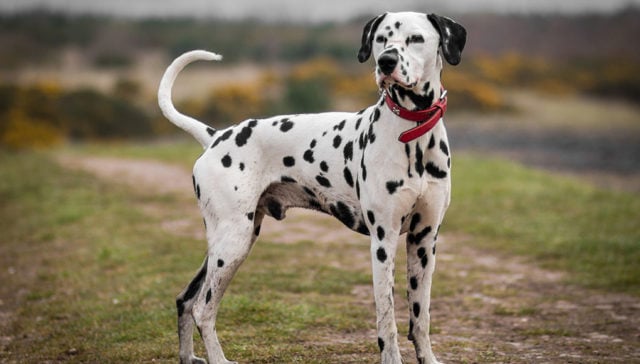 Working store dalmatian breeders