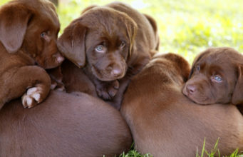 Dog Litter Separation – 7 Simple Tricks on How to Handle New Puppies Dog Litter Separation