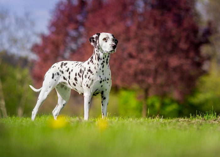 Female Dalmatian