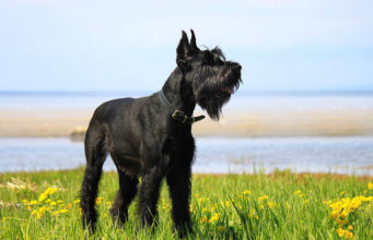 Giant Schnauzer Dog Breed Profile Giant Schnauzers Featured Image