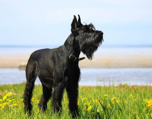 Giant Schnauzer Dog Breed Profile Giant Schnauzers Featured Image