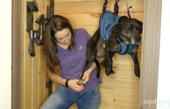 How To Clip Dog Nails When They Won’t Stay Still How To Clip Dog Nails When They Won't Stay Still