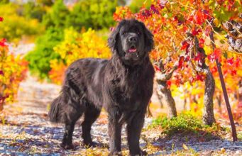 Newfoundland Dog Breed Profile Newfoundland Dog Breed