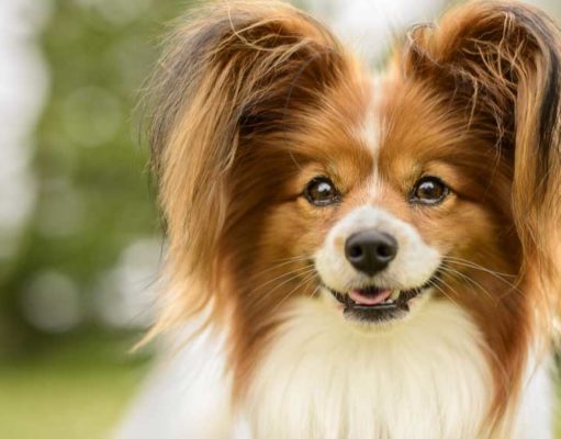 Papillon Dog Breed Profile Papillon dog breed