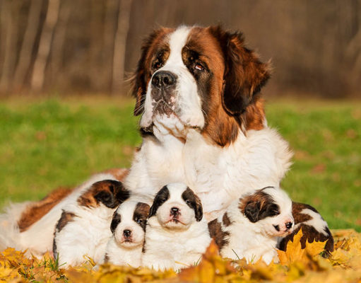 Saint Bernard Dog Breed Profile Saint Bernard Dog Breed Featured